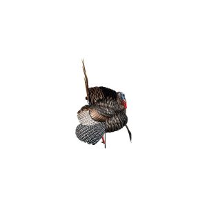 Avian-X HDR Strutter