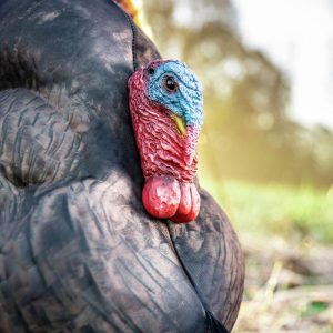 Primos Photoform Strutter Turkey Decoy